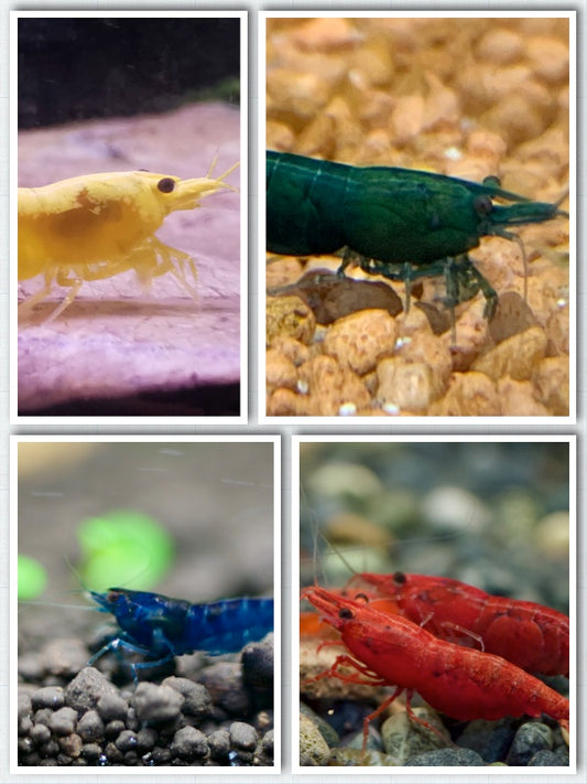 Neocaridina Bunter Garnelenmix aus deutscher Nachzucht – garnelen-pott.live Essen