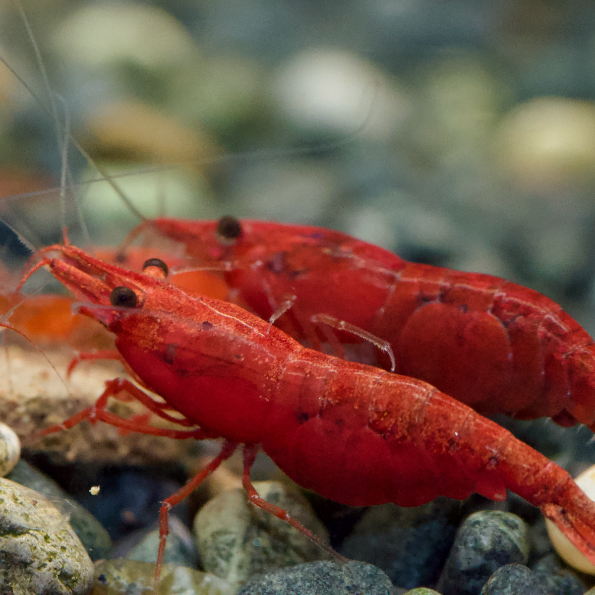 Neocaridina Bunter Garnelenmix rote Tiere auf Kies – deutsche Nachzucht von garnelen-pott.live Essen