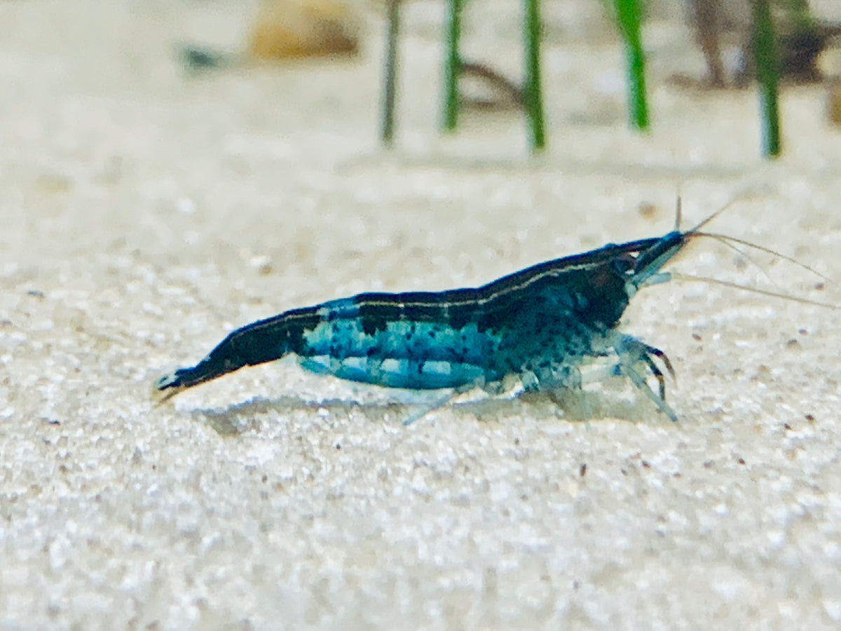 Neocaridina Bunter Garnelenmix blaues Tier auf hellem Sand – deutsche Nachzucht von garnelen-pott.live Essen