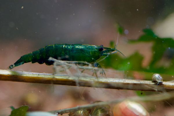 Neocaridina Dark Green Jade aus deutscher Nachzucht – garnelen-pott.live Essen