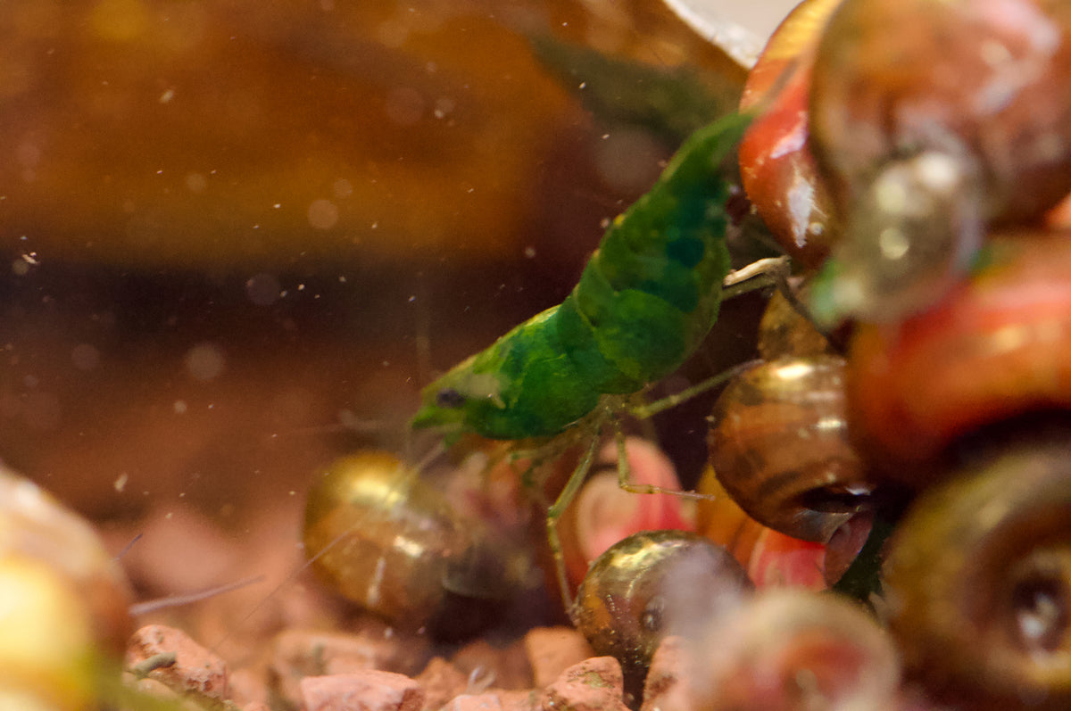 Neocaridina Dark Green Jade Gruppe mit Schnecken auf Kies – deutsche Nachzucht von garnelen-pott.live Essen