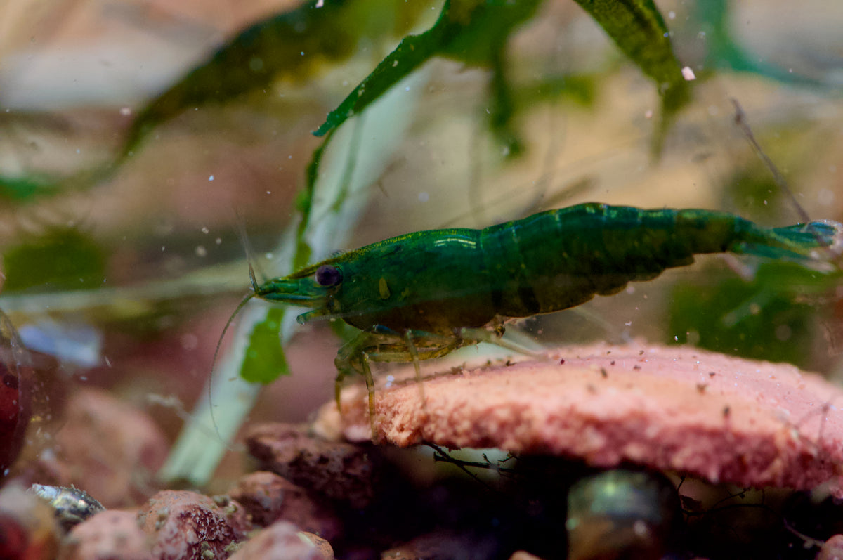 Neocaridina Dark Green Jade beim Fressen im Aquarium – deutsche Nachzucht von garnelen-pott.live Essen