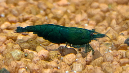 Neocaridina Dark Green Jade auf hellem Kies – deutsche Nachzucht von garnelen-pott.live Essen