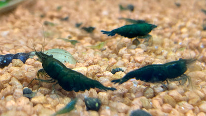 Neocaridina Dark Green Jade Nahaufnahme im Aquarium – deutsche Nachzucht von garnelen-pott.live Essen