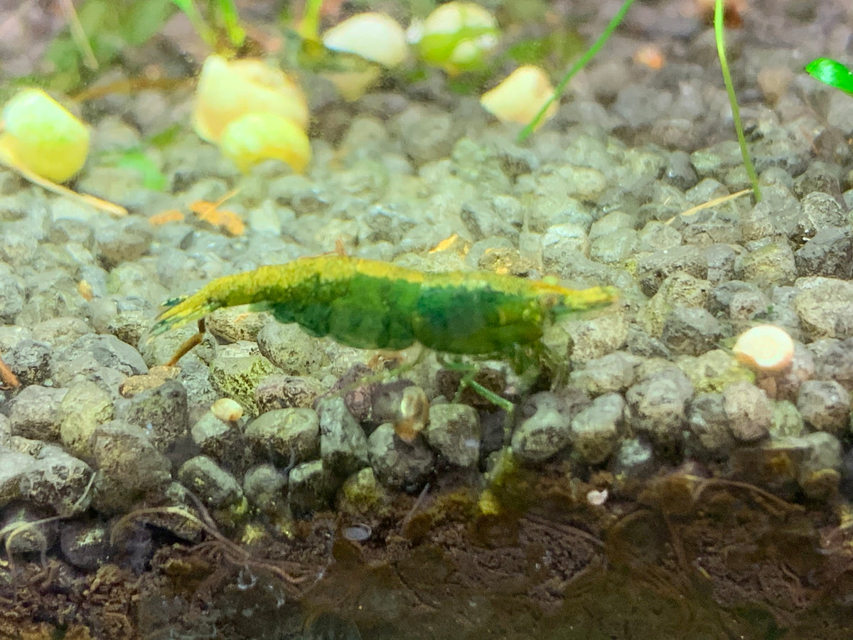 Neocaridina Green Jade aus deutscher Nachzucht – garnelen-pott.live Essen