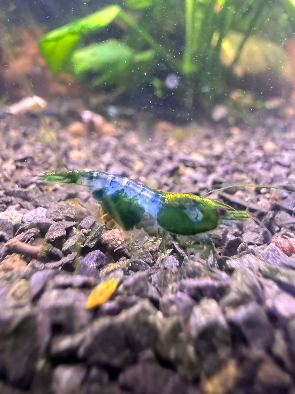 Neocaridina Green Rilli aus deutscher Nachzucht – garnelen-pott.live Essen