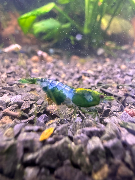Neocaridina Green Rilli aus deutscher Nachzucht – garnelen-pott.live Essen