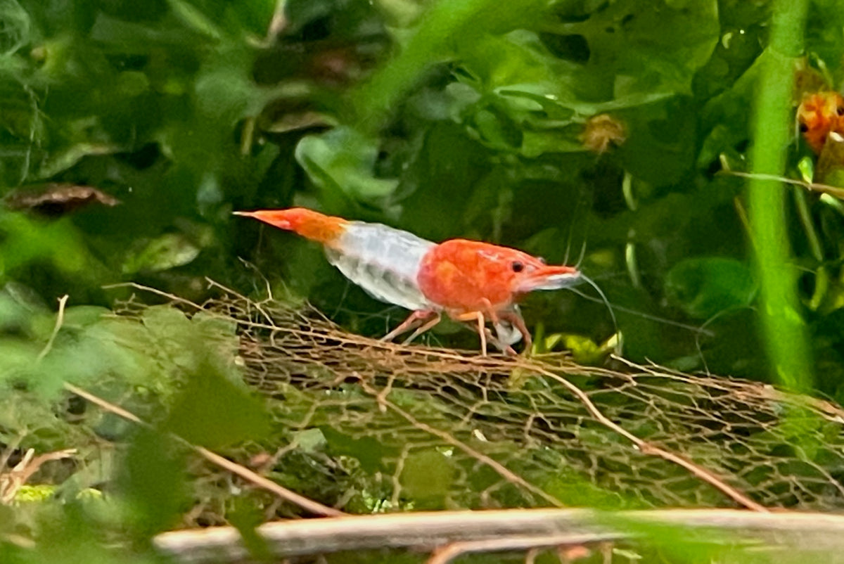 Neocaridina Orange Rilli aus deutscher Nachzucht – garnelen-pott.live Essen
