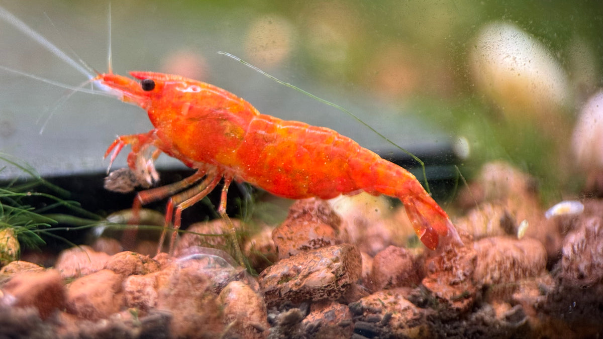 Neocaridina Orange Sakura aus deutscher Nachzucht – garnelen-pott.live Essen