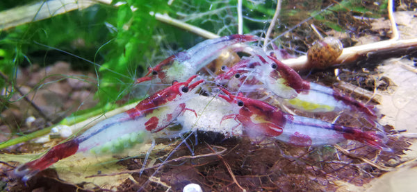 Neocaridina Red Blue Rilli aus deutscher Nachzucht – garnelen-pott.live Essen