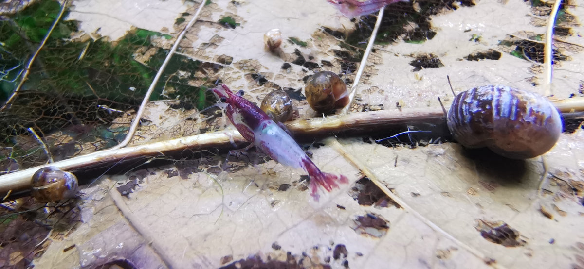 Neocaridina Red Blue Rilli mit Schnecken im Aquarium – deutsche Nachzucht von garnelen-pott.live Essen