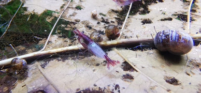 Neocaridina Red Blue Rilli mit Schnecken im Aquarium – deutsche Nachzucht von garnelen-pott.live Essen