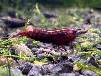Neocaridina Red Onyx Garnele aus deutscher Nachzucht – garnelen-pott.live Essen