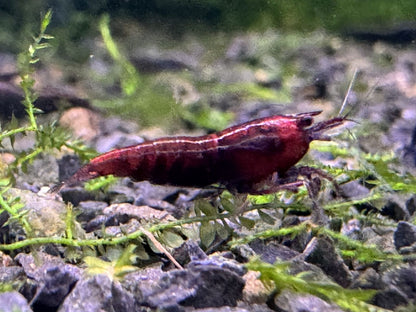 Neocaridina Red Onyx Garnele im Aquarium aus deutscher Nachzucht – garnelen-pott.live Essen
