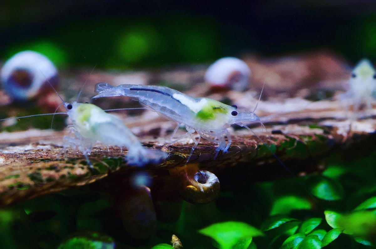 Neocaridina White Pearl aus deutscher Nachzucht – garnelen-pott.live Essen