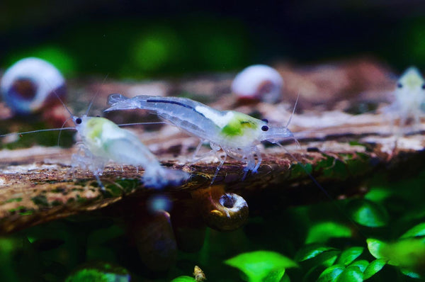 Neocaridina White Pearl aus deutscher Nachzucht – garnelen-pott.live Essen