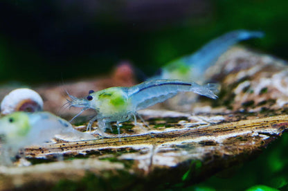 Neocaridina White Pearl Gruppe mit Schnecken auf einer Wurzel – deutsche Nachzucht von garnelen-pott.live Essen