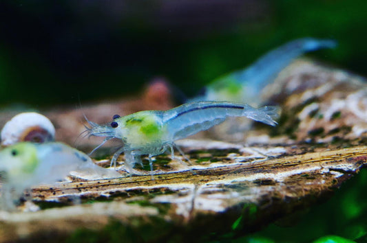 Neocaridina White Pearl Gruppe mit Schnecken auf einer Wurzel – deutsche Nachzucht von garnelen-pott.live Essen