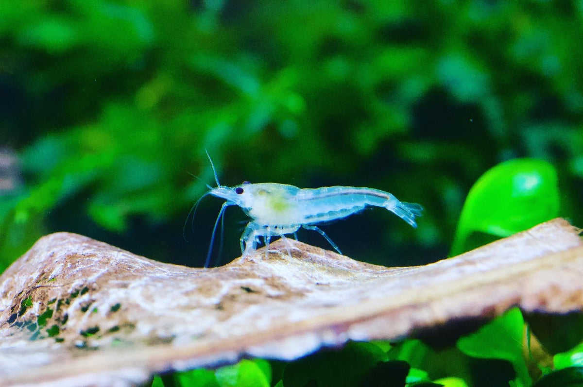 Neocaridina White Pearl Einzeltier vor grünen Pflanzen – deutsche Nachzucht von garnelen-pott.live Essen