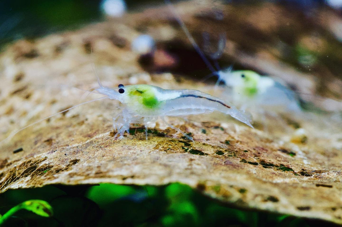 Neocaridina White Pearl zwei Tiere auf einem Blatt – deutsche Nachzucht von garnelen-pott.live Essen