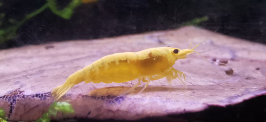 Neocaridina Yellow Fire Neon aus deutscher Nachzucht – garnelen-pott.live Essen