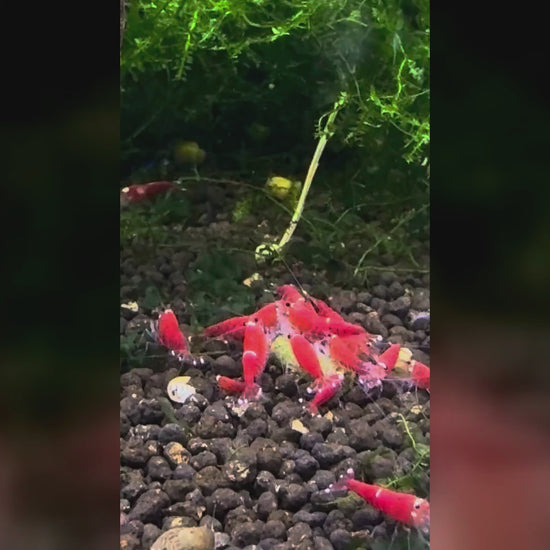 Super Crystal Red Garnelen fressen SHRIMPYS IronBite Spinat-Pellets – garnelen-pott.live Essen