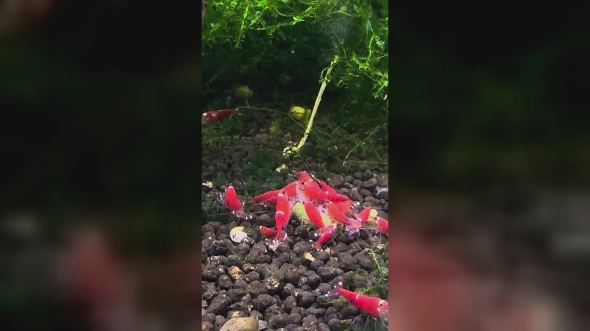 Super Crystal Red Garnelen fressen SHRIMPYS IronBite Spinat-Pellets – garnelen-pott.live Essen