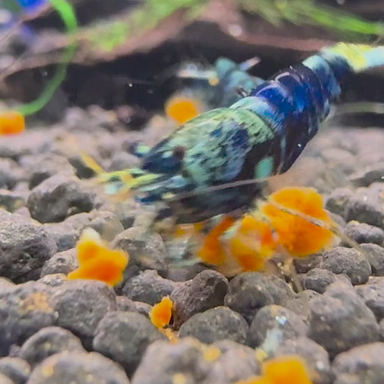 Video: Caridina Ocean Blue aus deutscher Nachzucht beim Fressen auf Soil – garnelen-pott.live Essen