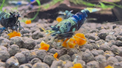 Video: Caridina Ocean Blue aus deutscher Nachzucht beim Fressen auf Soil – garnelen-pott.live Essen