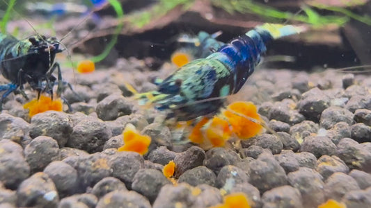 Video: Caridina Ocean Blue aus deutscher Nachzucht beim Fressen auf Soil – garnelen-pott.live Essen