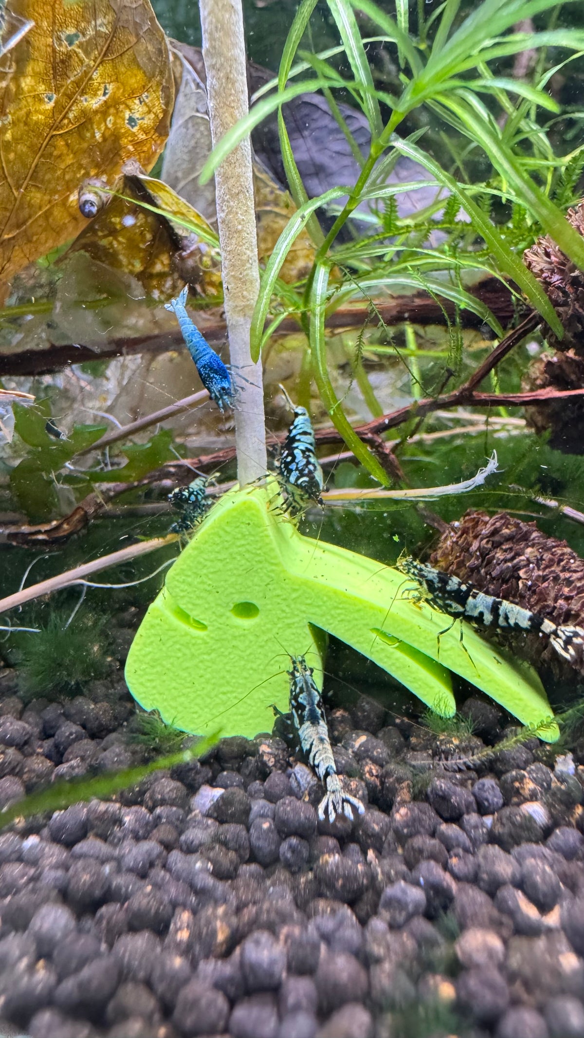 Grüner SHRIMPYS Lolli-Halter im Aquarium mit Garnelen – garnelen-pott.live Essen