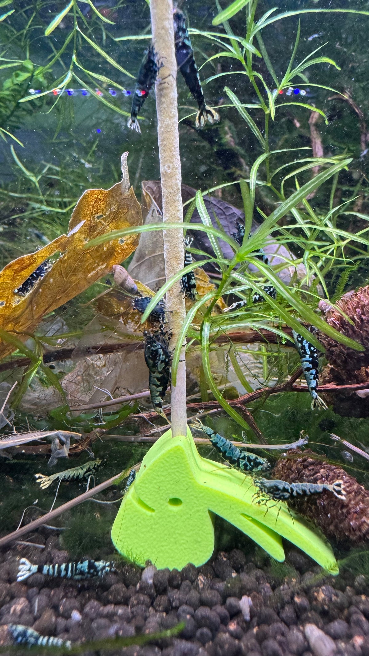 SHRIMPYS Lolli-Halter Grün im bepflanzten Aquarium - garnelen-pott.live Essen