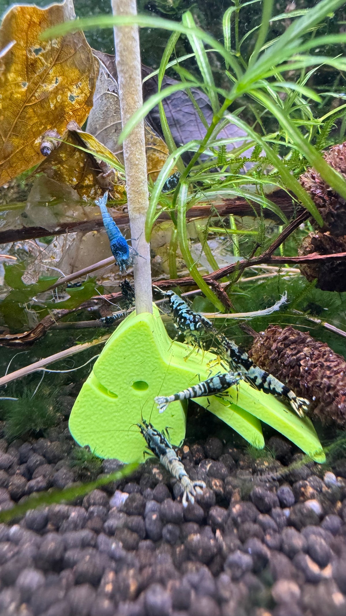 Grüner SHRIMPYS Lolli-Halter mit Caridina-Garnelen am Mineral-Lolli – garnelen-pott.live Essen