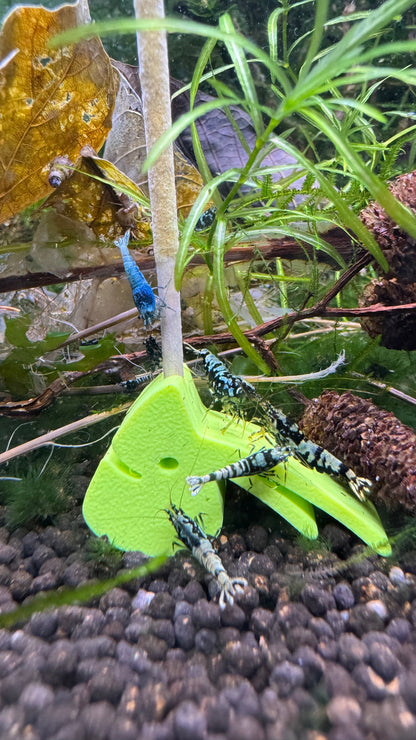 Grüner SHRIMPYS Lolli-Halter mit Caridina-Garnelen am Mineral-Lolli – garnelen-pott.live Essen