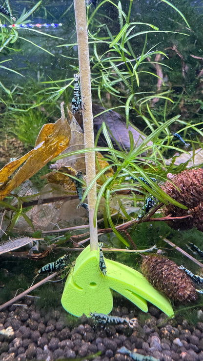 Grüner SHRIMPYS Lolli-Halter mit Caridina-Garnelen am Mineral-Lolli - garnelen-pott.live Essen