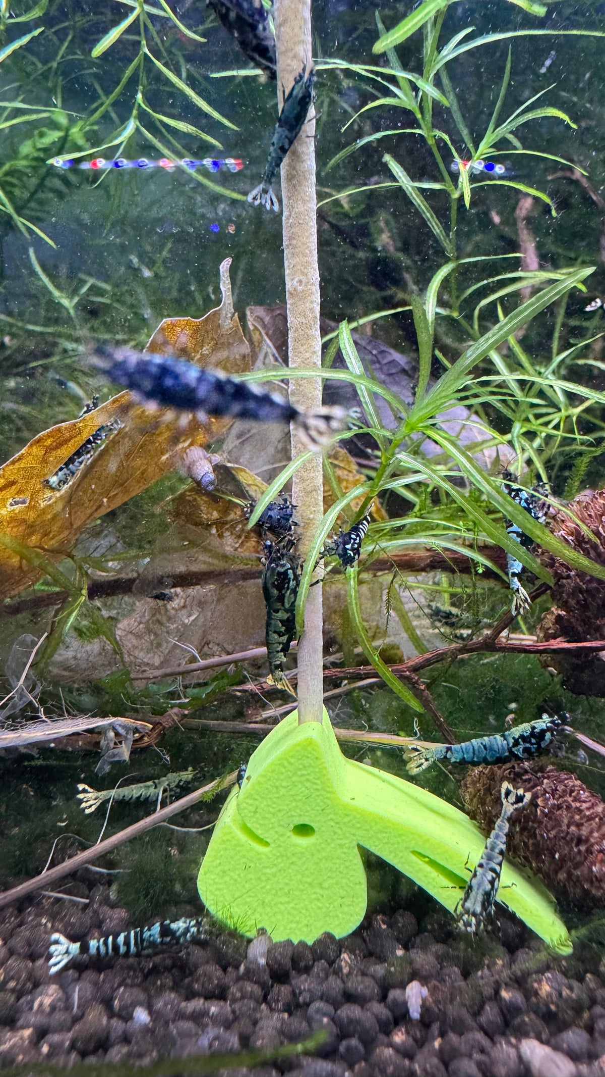 SHRIMPYS Lolli-Halter Grün mit Caridina-Garnelen am Lolli im Garnelen-Aquarium - garnelen-pott.live Essen