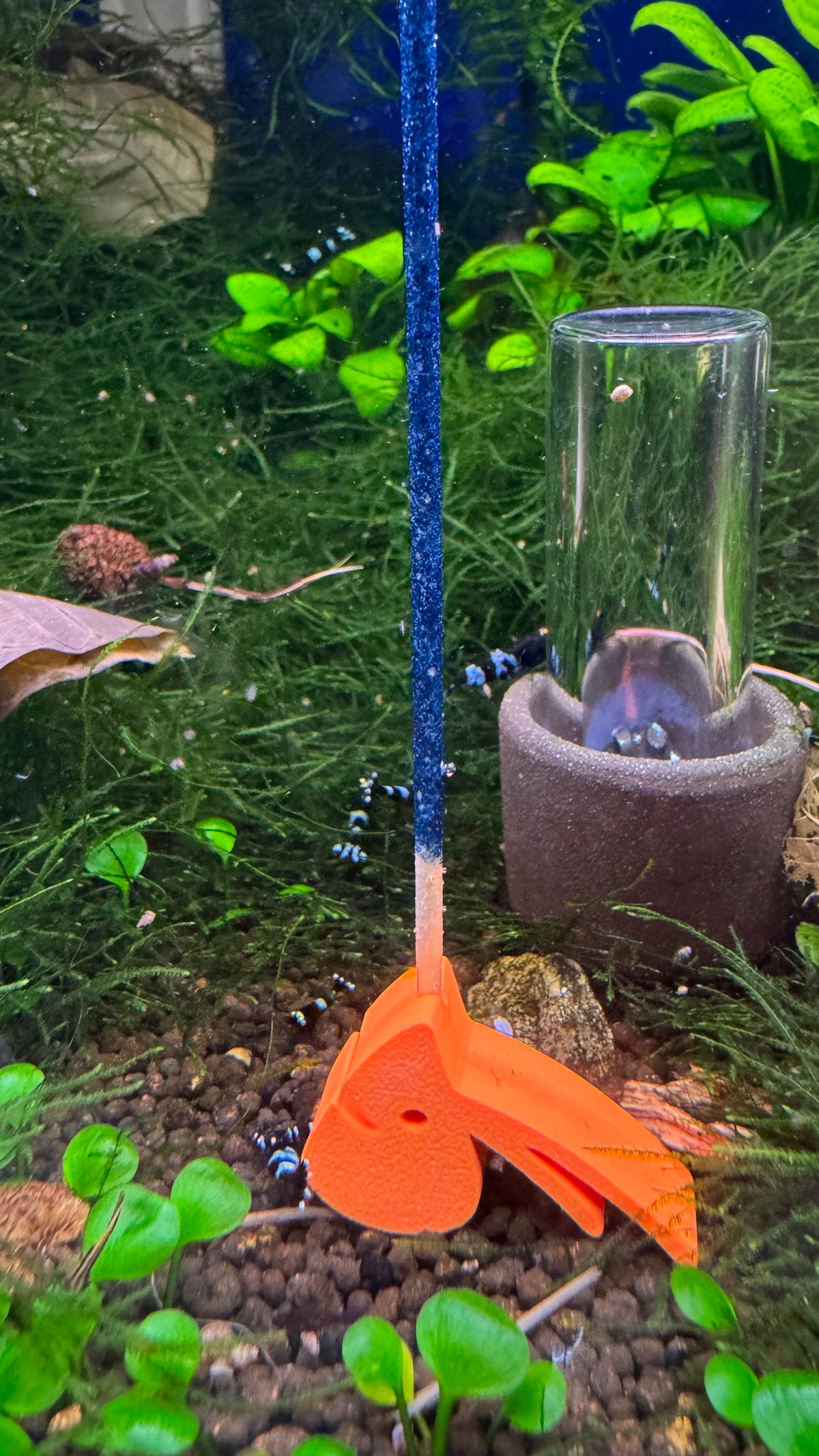 SHRIMPYS Lolli-Halter Orange mit blauem Mineral-Lolli im bepflanzten Aquarium – garnelen-pott.live Essen