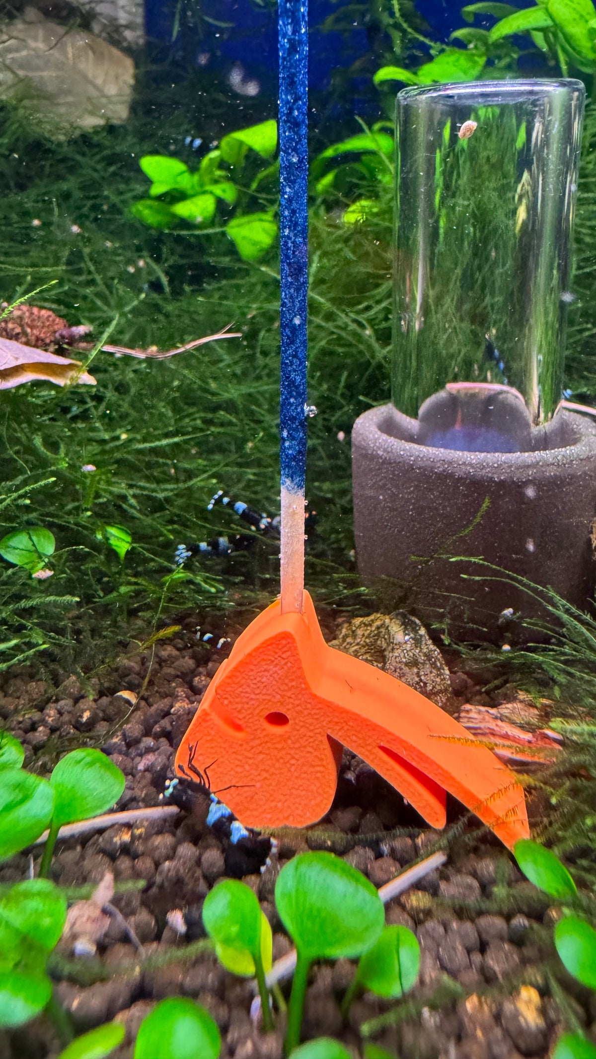 Oranger SHRIMPYS Lolli-Halter mit blauem Mineral-Lolli im Aquarium – garnelen-pott.live Essen