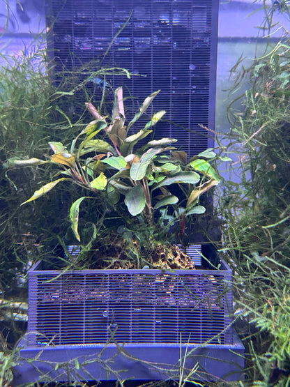 SHRIMPYS® Soil Wall SW100 – Soilwechsel leicht gemacht – Aquariendeko von garnelen-pott.live Essen – Ansicht 7