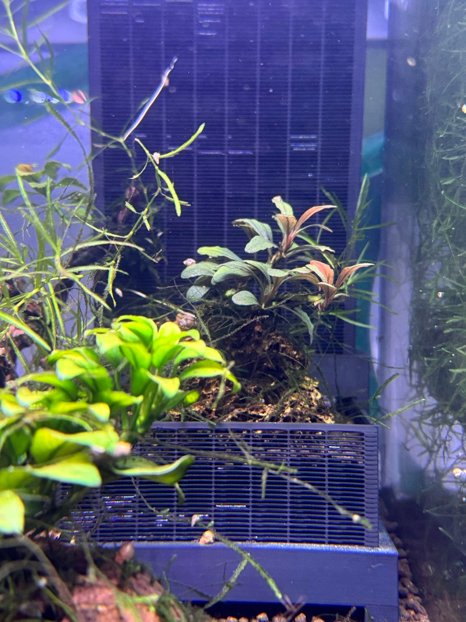 SHRIMPYS® Soil Wall SW100 – Soilwechsel leicht gemacht – Aquariendeko von garnelen-pott.live Essen – Ansicht 6