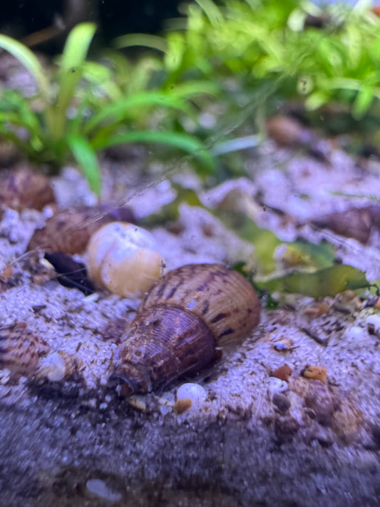 Turmdeckelschnecken – Melanoides tuberculata | Deutsche Nachzucht